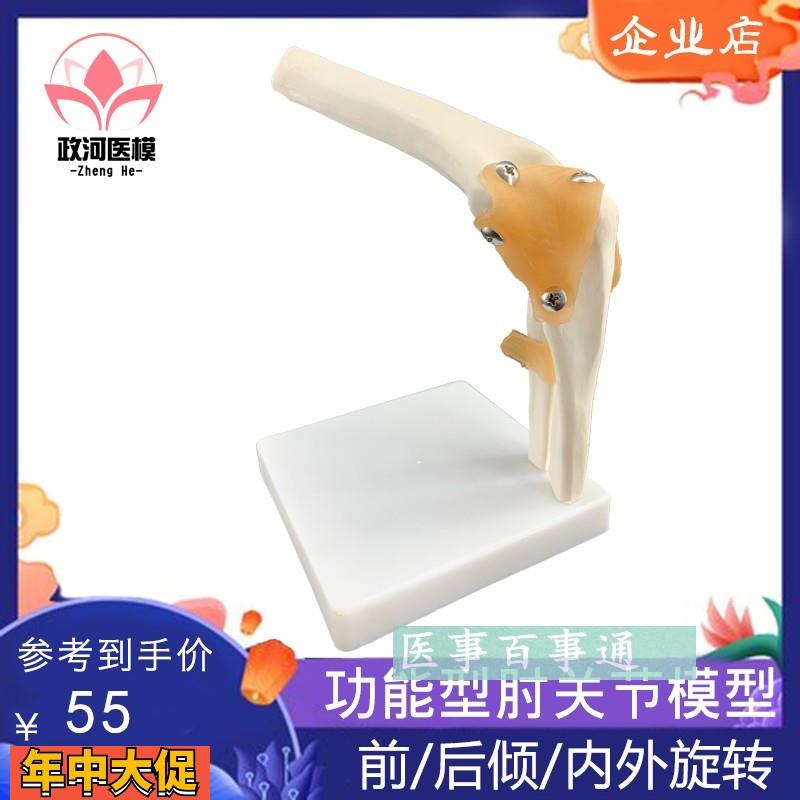 人体肘关节解剖骨骼人体模型肘关节模型医学教具模具骨科示教