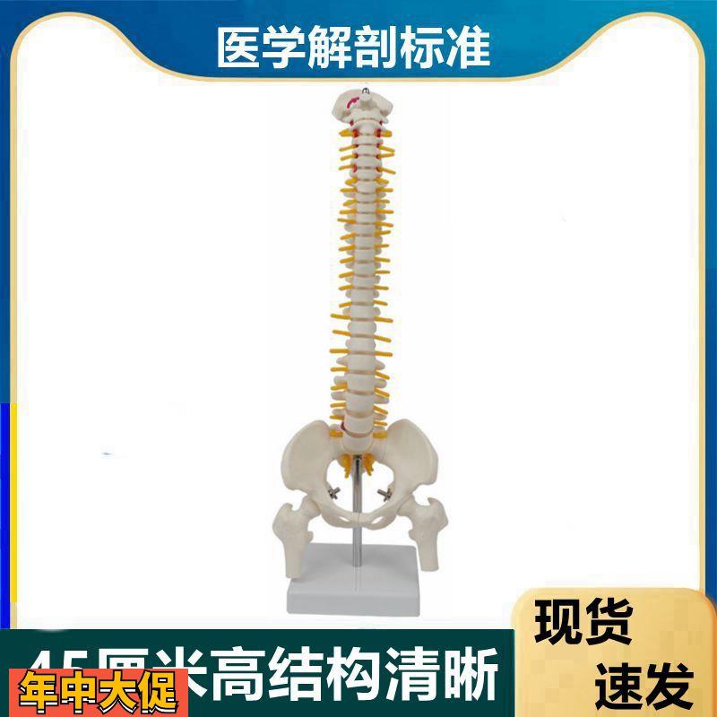 脊柱模型45厘米高便携式脊椎骨骼椎间盘神经股骨头盆骨正骨小针刀