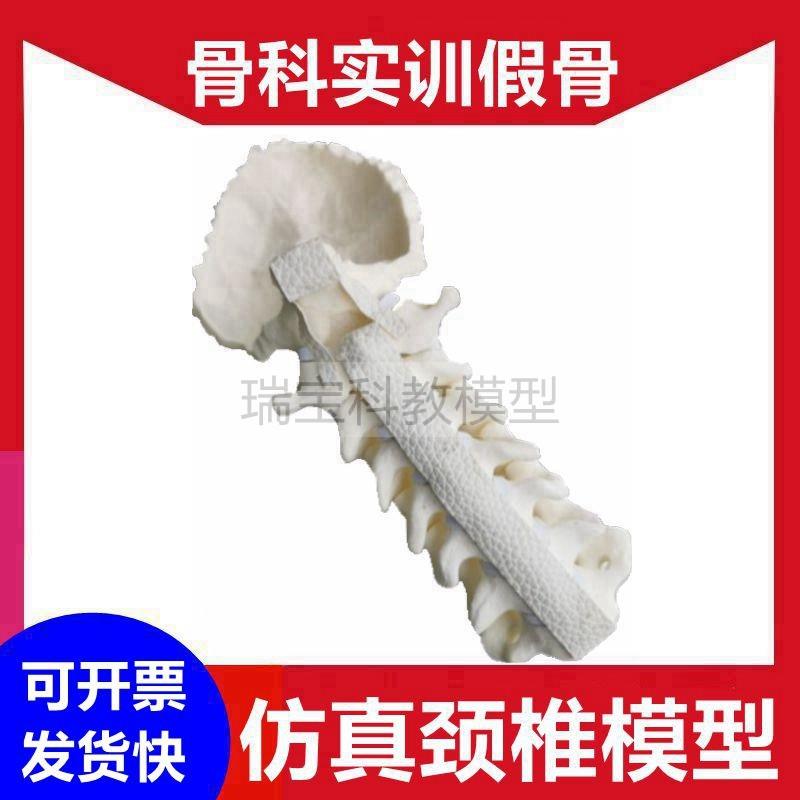 人体颈椎模型脊柱外科医生手术练习假骨仿真胸椎腰椎脊骨盆骨髅头