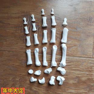 康泰医学模型散装手骨游离腕骨医用解剖教学工艺美术服装设计道具