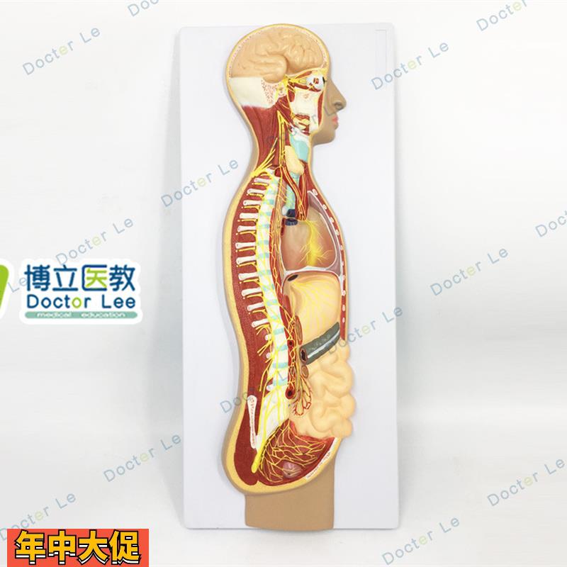 人体医学交感神经系统模型自主神经系统植物性神经解剖