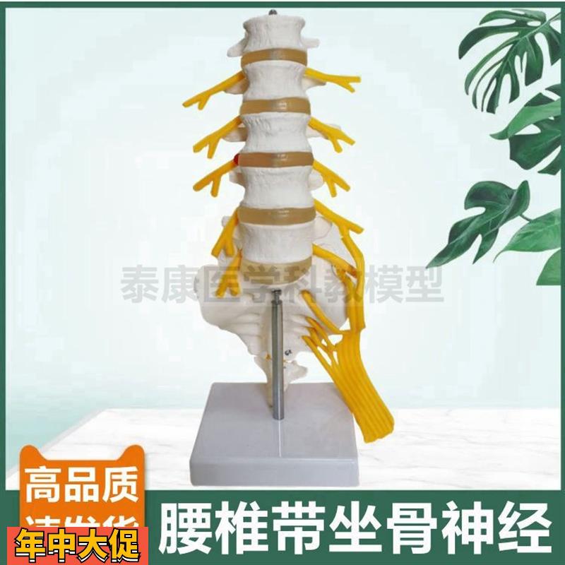 腰椎模型人体比例椎间盘骶骨尾骨瑜伽康复功能正骨指压小针刀仿真