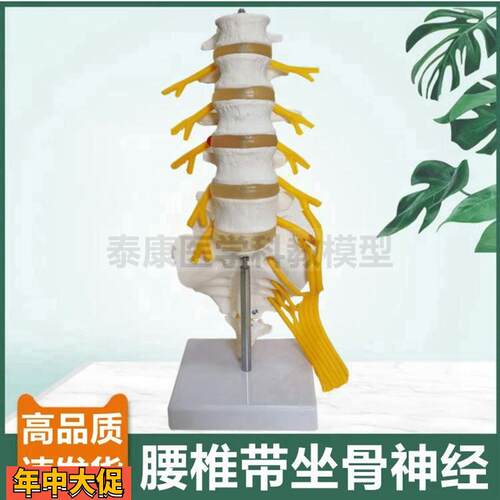 腰椎模型人体比例椎间盘骶骨尾骨瑜伽康复功能正骨指压小针刀仿真