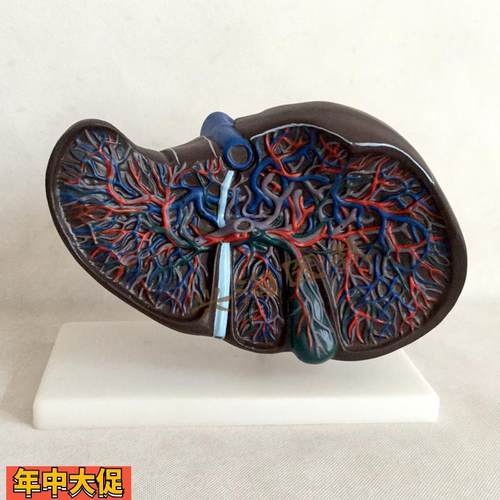 肝解剖模型