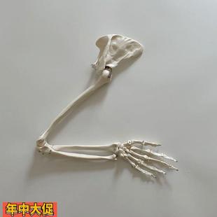 1比1上肢骨骼关节模型手臂腕骨肩肘关节韧带医用教学骨科示教标本