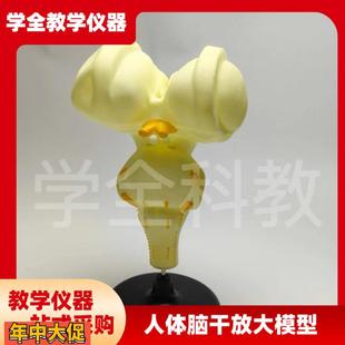 人体脑干放大模型初高中生物脑干医学演示教学研究分析解剖模型
