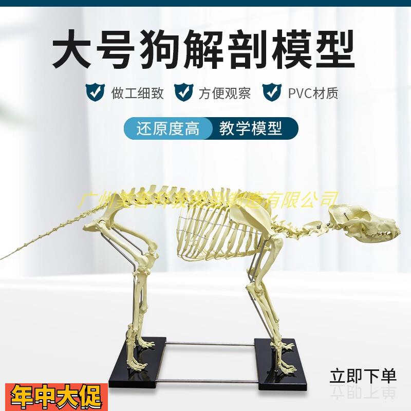 犬骨骼模型仿真大型成年狗骨架标本狗头宠物兽医畜牧动物解剖大号
