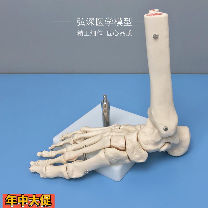 脚骨模型人体脚踝关节脚掌部骨骼解剖结构活动足骨科医学教学模具