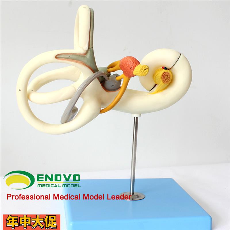 颐诺正品人体内耳迷路放大模型听觉系统耳鼻喉科医患沟通教具