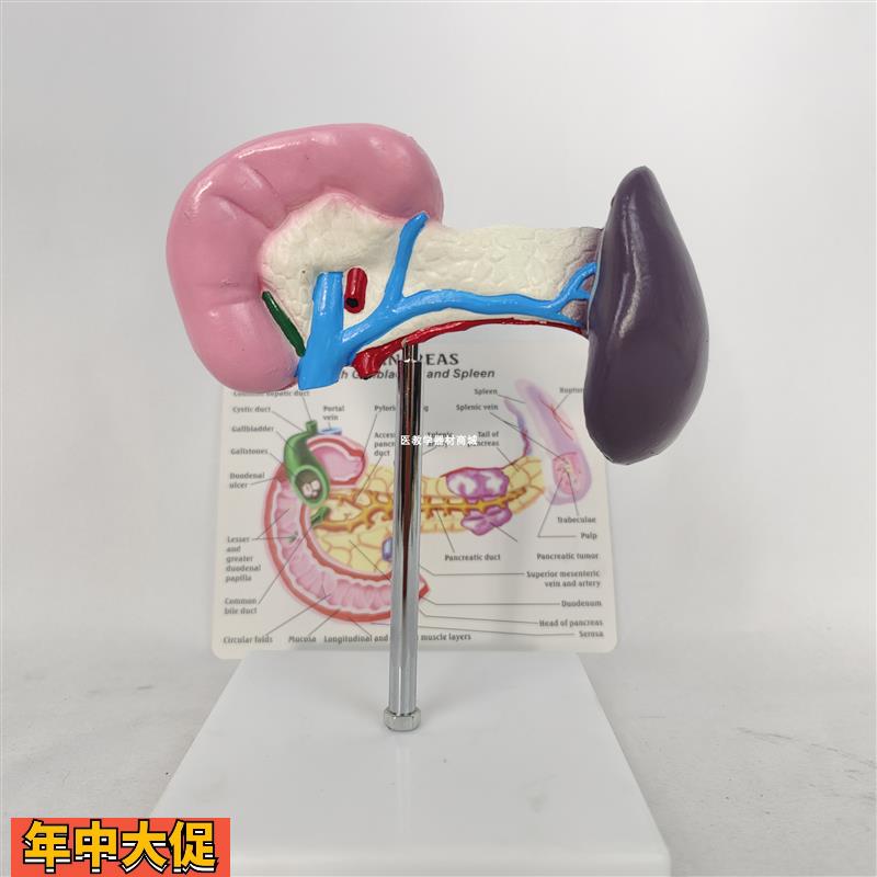 人体一比一健康脾脏胰腺胰脏模型人类内脏器官解剖演示医学用具