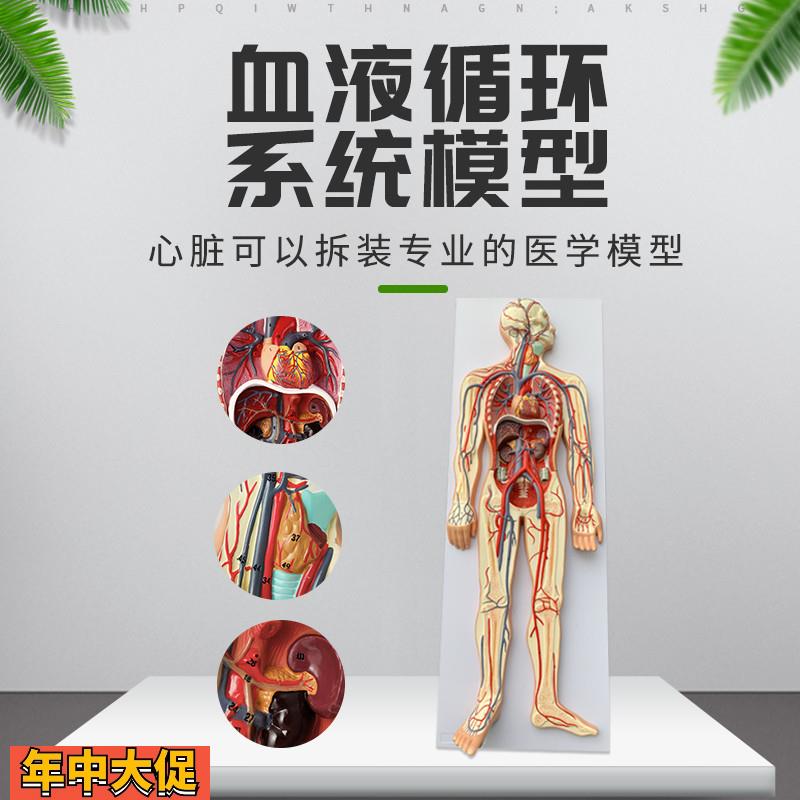 人体血液循环系统模型全身内脏器官解剖教学教具心脏血管演示模型