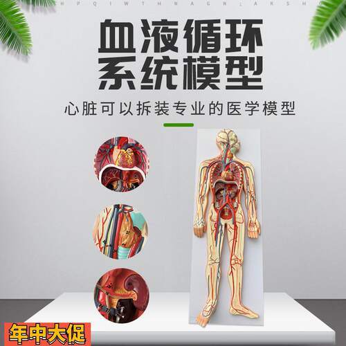 人体血液循环系统模型全身内脏器官解剖教学教具心脏血管演示模型