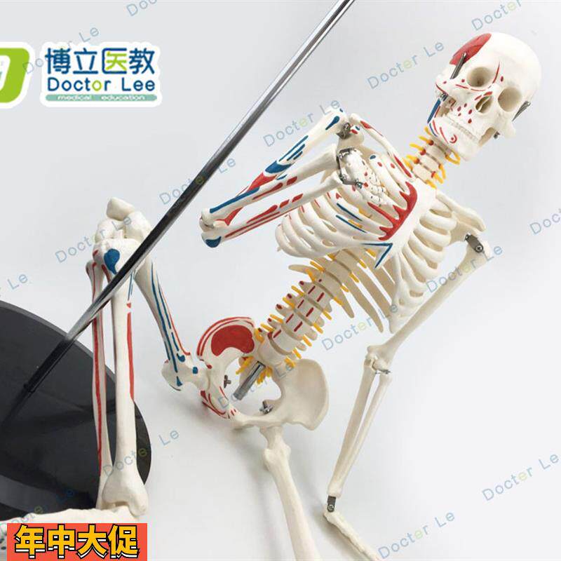 医用人体骨骼模型人体脊椎骨架医用脊柱标本小人全身骨模型85厘米