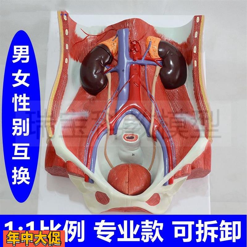 腹腔解剖盆底肌男女泌尿生殖系统腰部肌肉盆腔康复外科血管肌肉