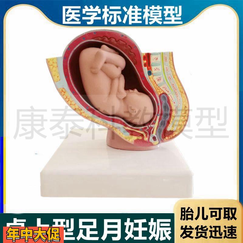 足月妊娠模型受孕腹腔受精卵胎儿发育过程女生殖卵巢胎盘产科胚胎