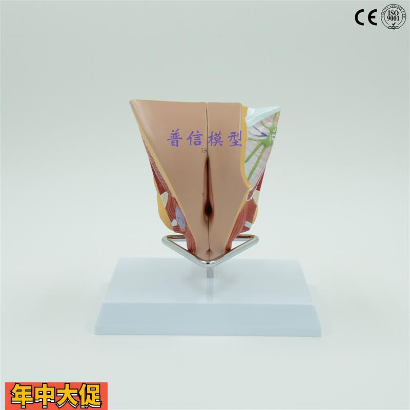 普信女性内外生殖器系统模型睾丸模型计划生育用品子宫模型