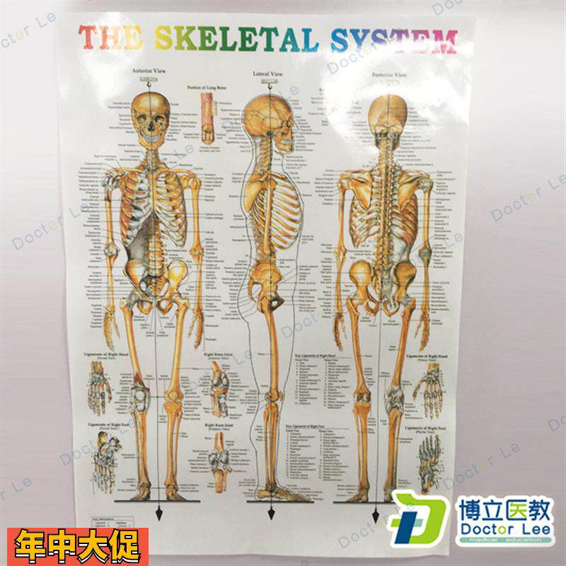 人体骨架图谱骨骼图挂图医学挂图人体骨架解剖图谱防水