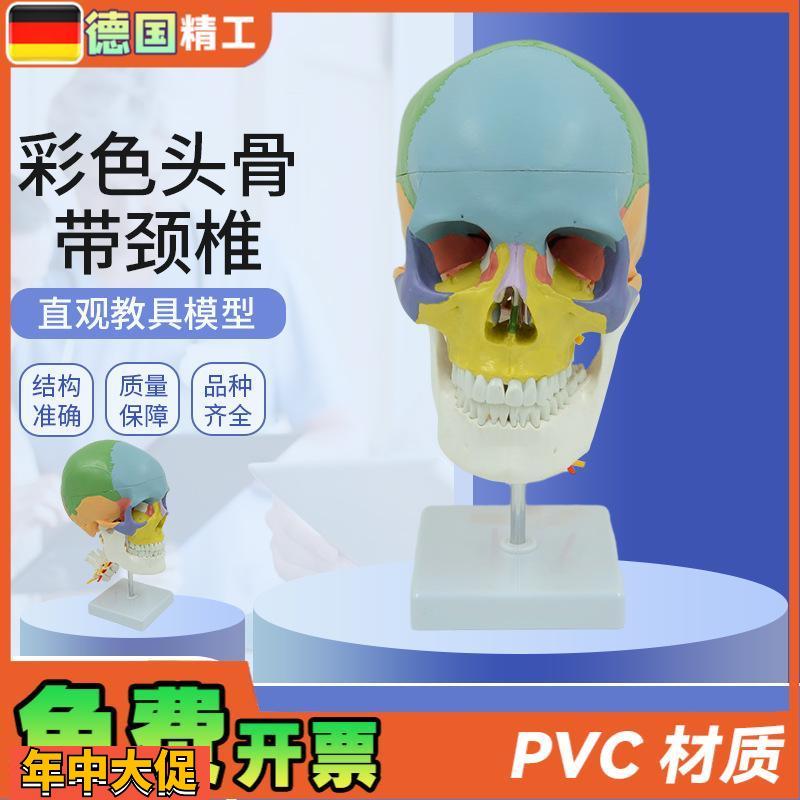 德国】人体彩色头颅骨带颈椎脊神经模型仿真头骨颅骨骷髅骨教学