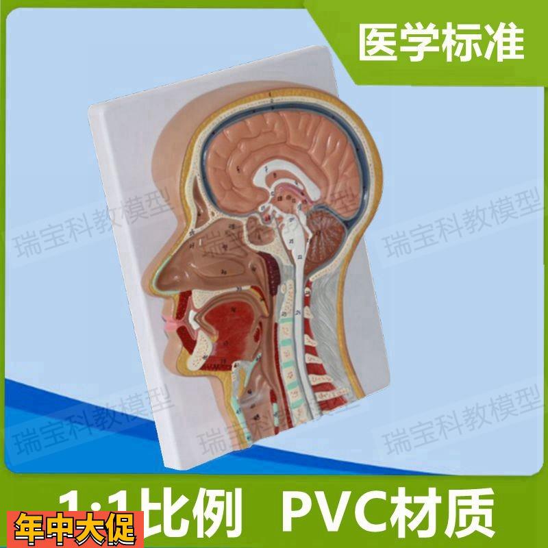 头颈部解剖模型颅脑鼻腔口舌咽喉咙气管扁桃体鼻窦额窦五官科医美