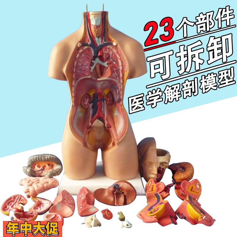 博科人体解剖模型器官可拆卸医院用教学模型躯干系统结构图解剖