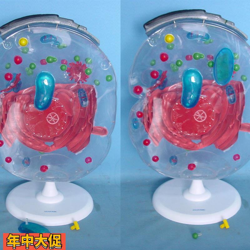 细胞显微结构模型生物教学模型讲解展示