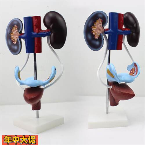 女性泌尿生殖系统解剖模型