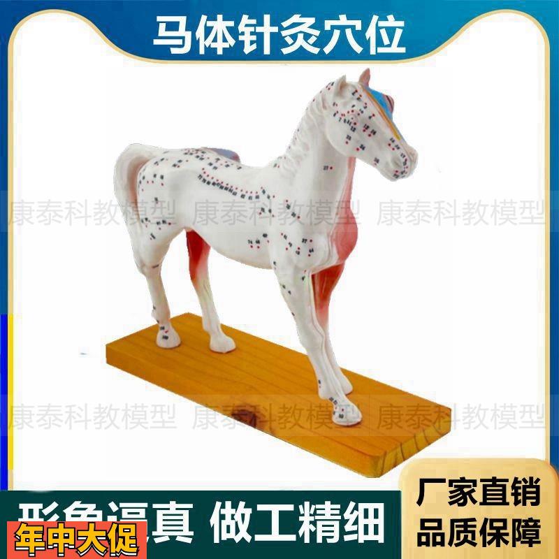 马模型针灸穴位仿真动物内脏犬科猫科猪体解剖畜牧兽医宠物医院用