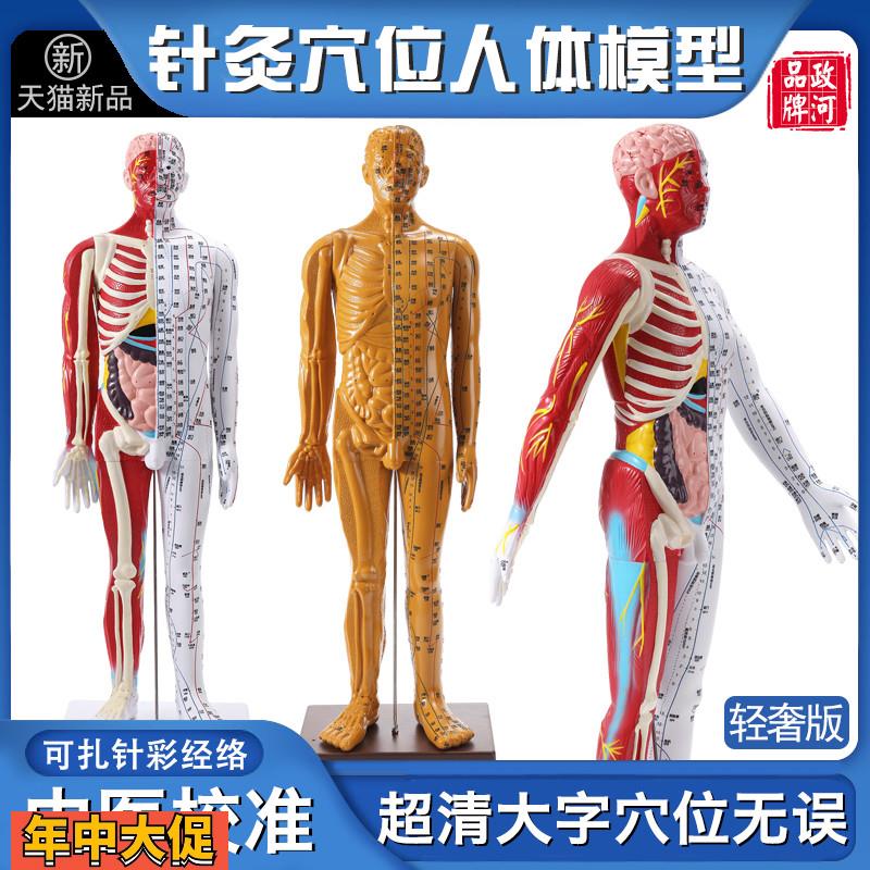 政河高级中医针灸经络穴位人体模型人数字刻度器官骨骼十二全身图