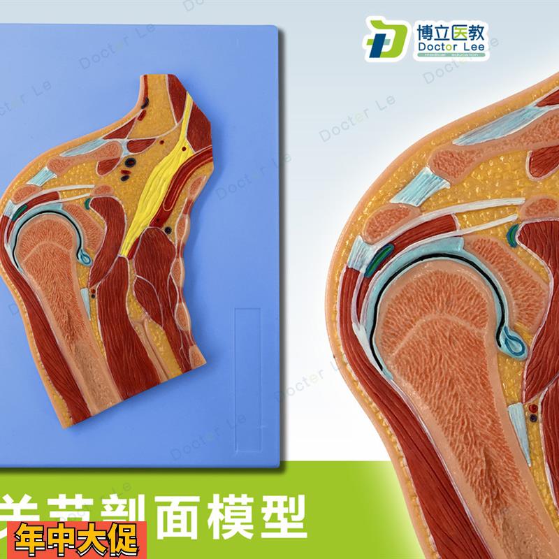 人体断层扫描肩关节切面浮雕肩关节断层解剖学模型ct运动解剖