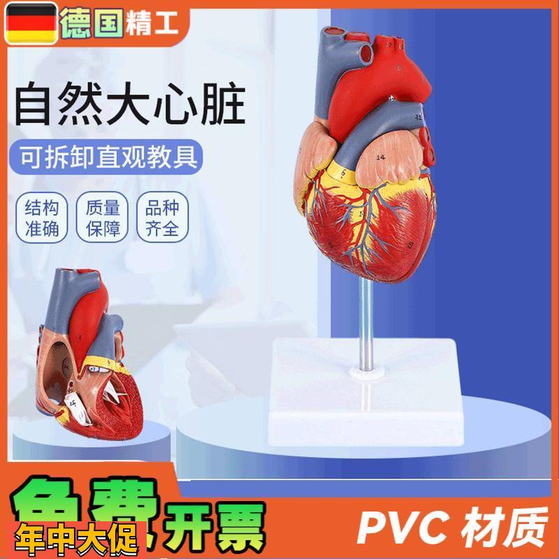 德国】1比1人体自然大心脏解剖模型B超彩超心内科器官教学数字标