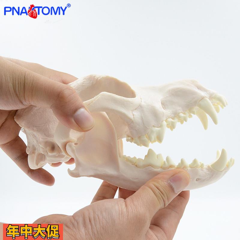 仿真成年狗犬头颅骨骷髅头骨骨骼宠物医院畜牧业医用教学展示模型