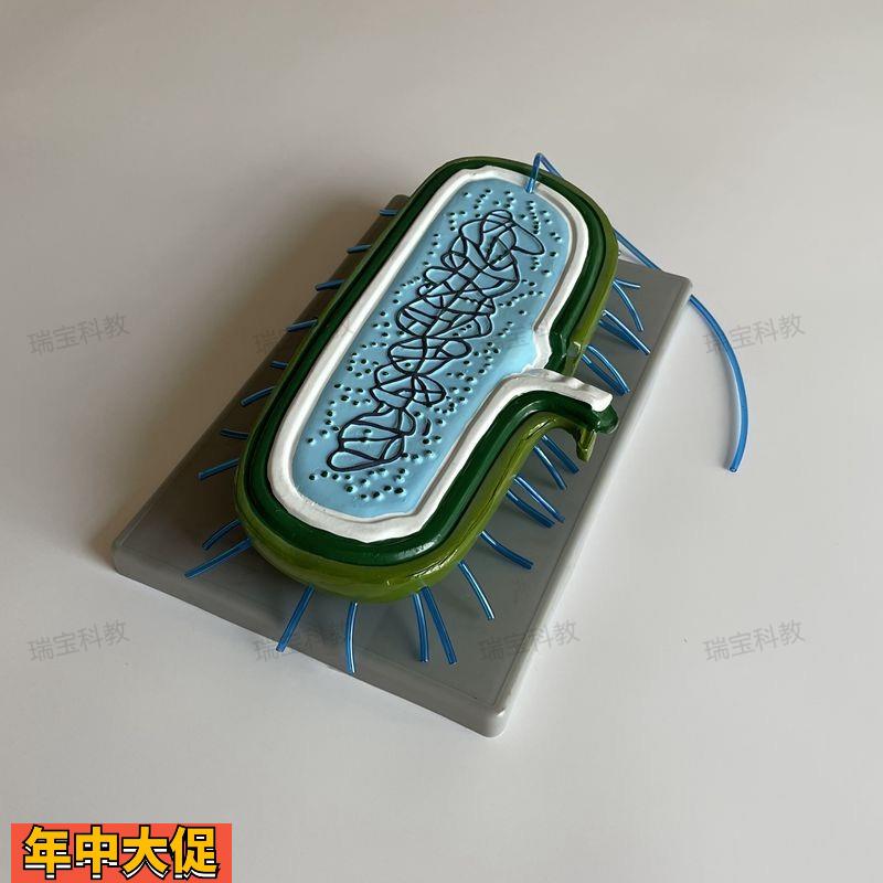 细菌模型细胞壁鞭毛单细胞微生物球菌杆菌螺形菌生物教学