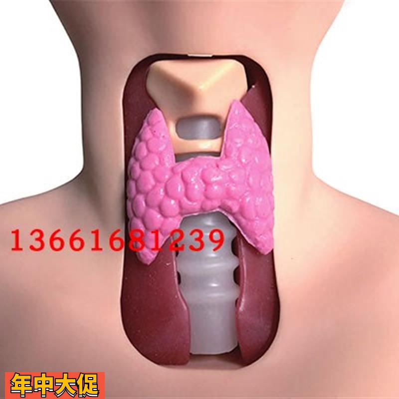 甲状腺检查模型甲状腺结节检查模型