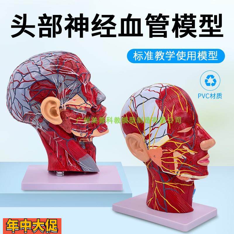 人体头骨带肌肉神经血管模型型头部美容面部神经微整形医学解剖
