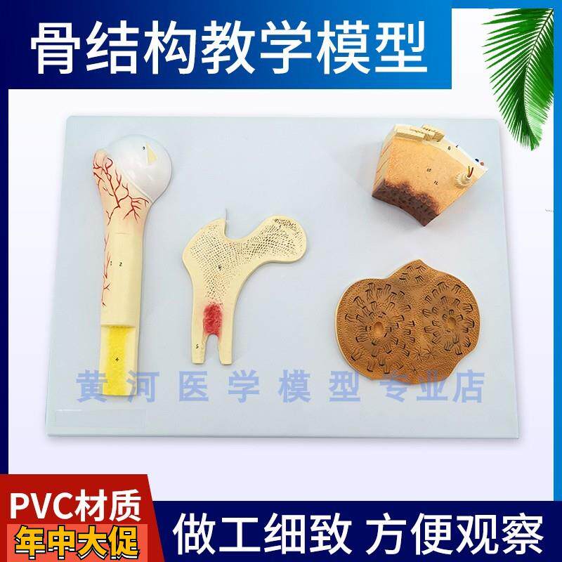 黄河骨结构模型松质骨密质骨和股骨哈弗系统骨骼模型骨模型