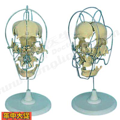 成人分离头颅骨模型A11116/1