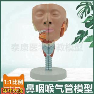 鼻腔口腔咽扁桃体喉咙气管模型声带结构发音器官音乐课教具医用采