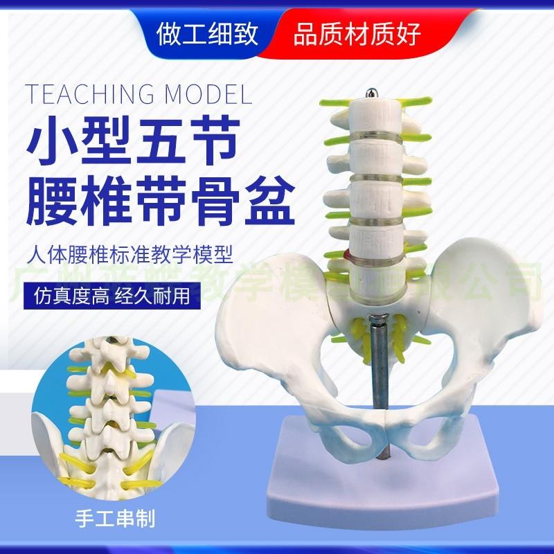 小型五节腰椎带尾椎骨模型骨盆医学脊柱脊神经尾椎神经模型