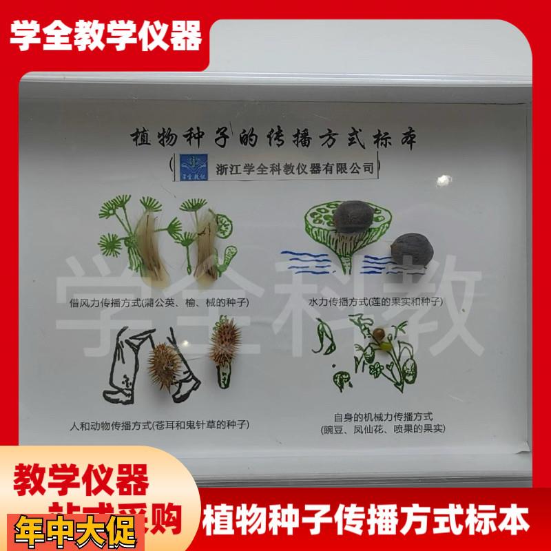 植物种子传播标本高档新款摆件幼儿园小学教学科学科普自然教材