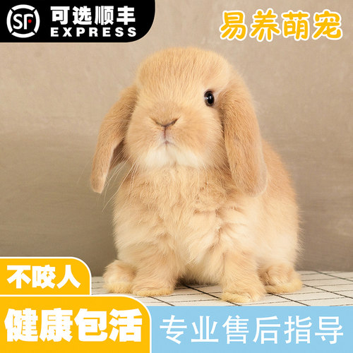 儿童宠物垂耳涂长不大迷你兔子
