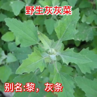 灰灰菜秦岭野生野菜当季新鲜现摘现发灰条菜黎菜涮炒蒸菜时令蔬菜