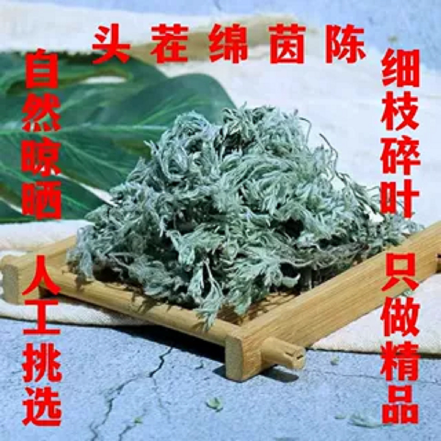新鲜茵陈现挖白蒿野菜养肝茶中药材泡脚护肝白艾蒿由胡绒蒿绵茵陈