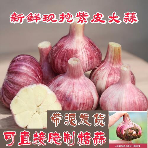 2026云南紫皮大蒜头现挖新鲜