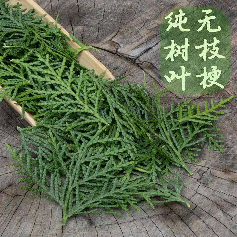 新鲜侧柏叶野生中药材洗头古法包发无患子透骨草女贞子扁柏墨旱莲