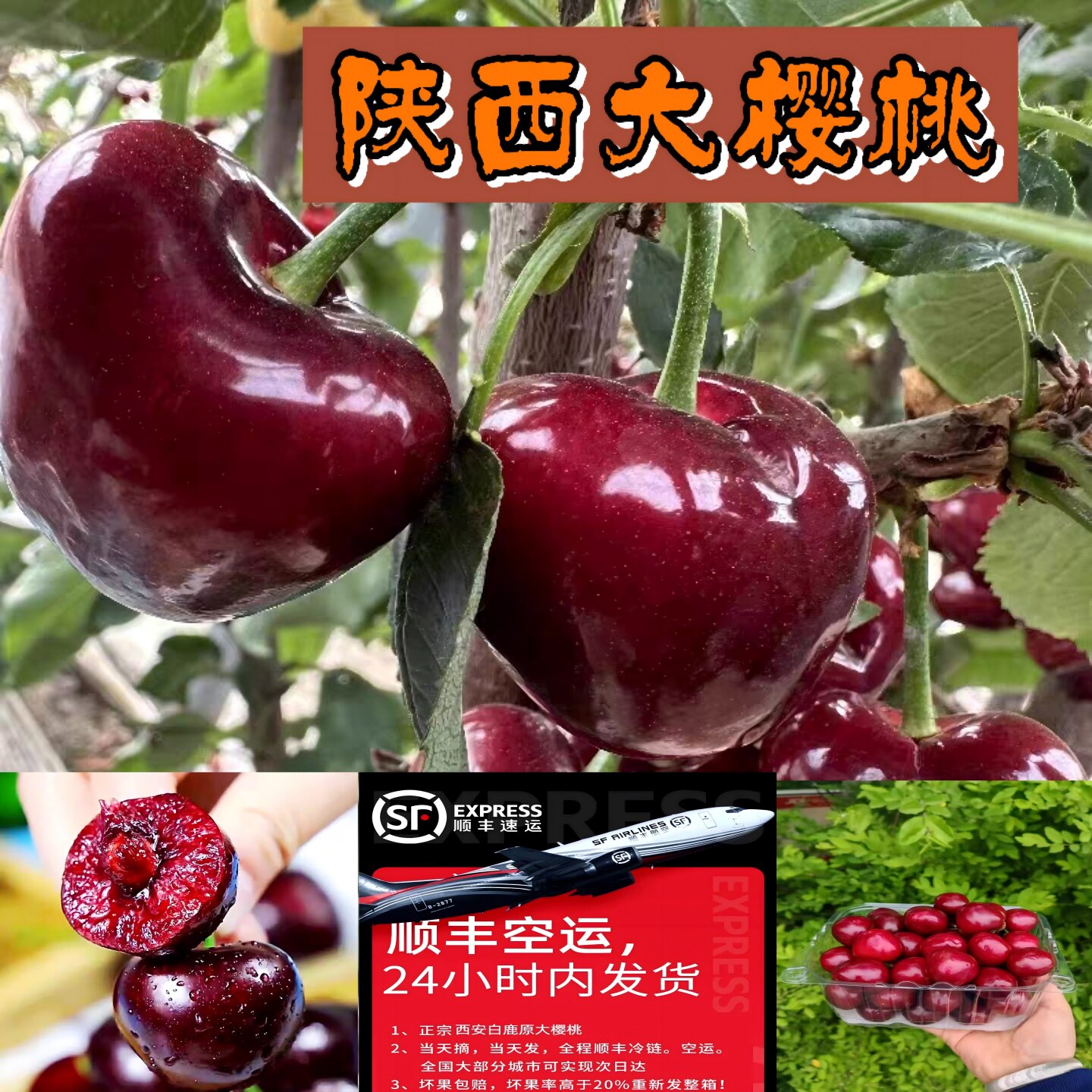 美早大樱桃山东当季露天新鲜现摘车厘子老树上熟孕妇水果顺丰到家