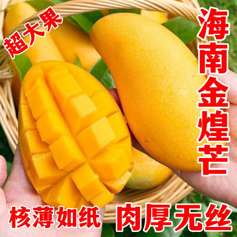 正宗金煌芒当季新鲜亡果特大果热带水果树上熟现摘肉厚核薄水仙芒