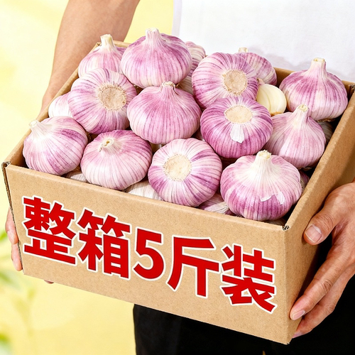 正宗山东大蒜头优质特大蒜