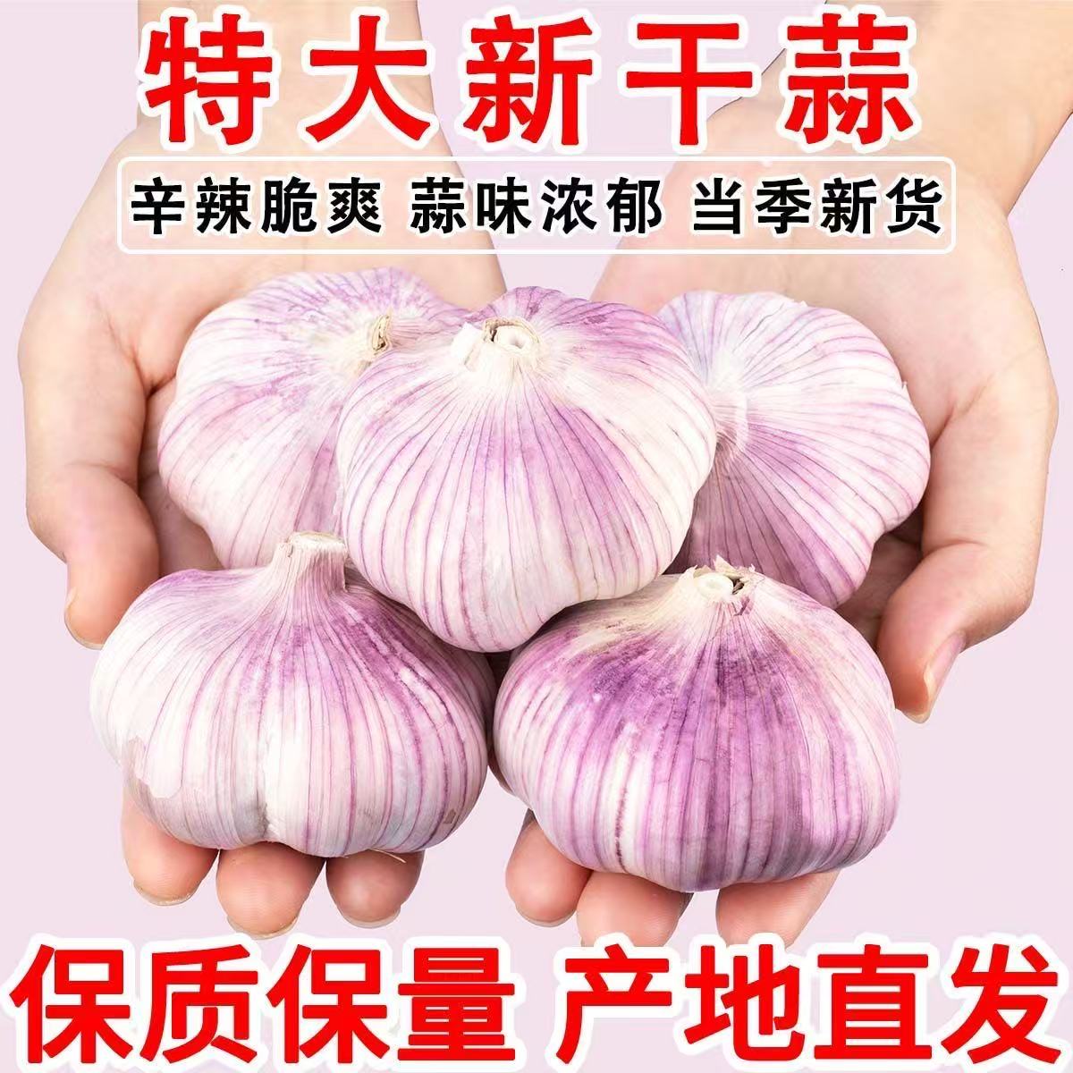 山东紫皮大蒜头批发新鲜干蒜