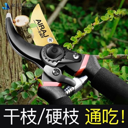 修枝剪园艺剪刀剪树枝专用剪刀园林修剪果树修枝花艺修花剪