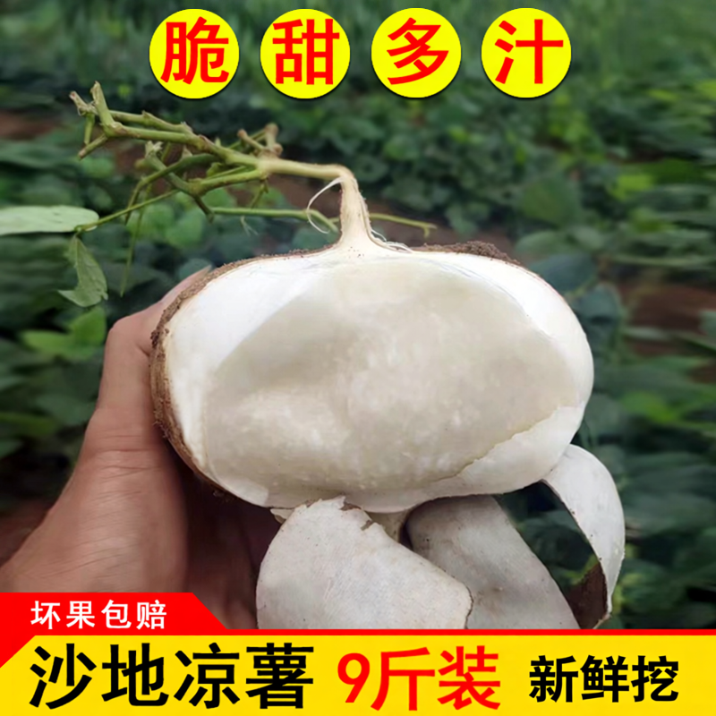 广西新挖凉薯当季水果白地瓜新鲜地萝卜农家自种沙葛脆甜多汁葛薯